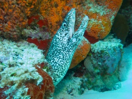 Spotted Moray Eel IMG 4999